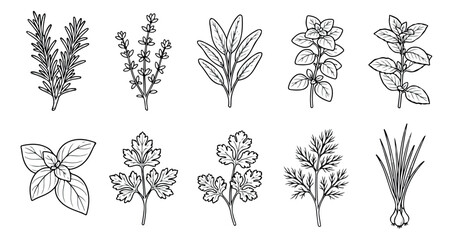 Hand drawn culinary herbs collection, 10 botanical line art vector icons, vintage sketch of rosemary basil and parsley for kitchen packaging © Rehman
