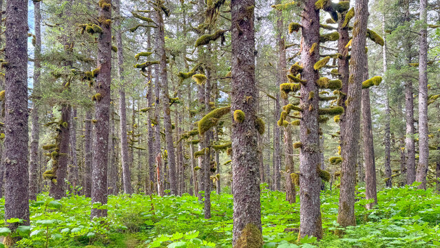 Kenai Fjords Trees