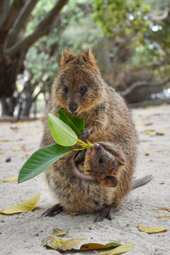 Quokkas sharing a leaf