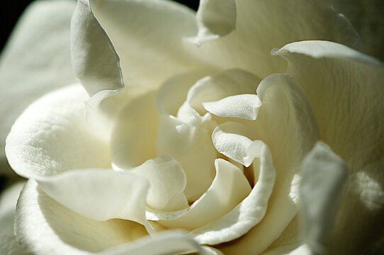 Dreamy cllose up of a white Gardenia blossom in contrasting light