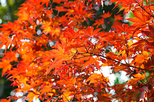 Branches and leaves of a Japanese Maple tree in wider view 