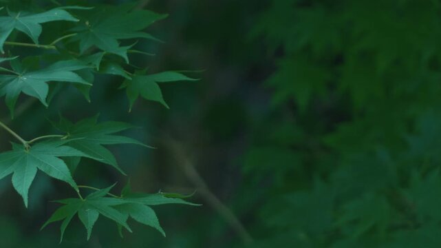 Green maple twig
