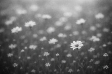 Obraz premium Serene monochrome field blossoms