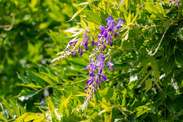 Selective focus of purple flowers Wisteria sinensis or Blue rain, Chinese wisteria is species of flowering plant in the pea family, Its twisting stems and masses of scented flowers in hanging racemes. © Sarawut