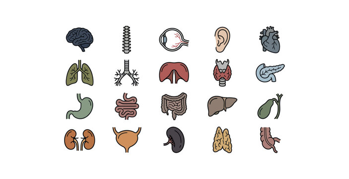 Human Internal Organs Icon Set