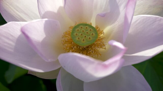 風に揺れる蓮の花のアップ、花托と雄蕊のクローズアップ
