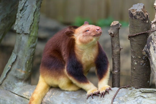 Goodfellow's tree-kangaroo (Dendrolagus goodfellowi) sitting on a tree