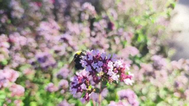 4K close-up of a bumblebee pollinating blooming oregano flowers in warm summer sunlight. Beautiful macro nature footage with soft bokeh and gentle natural movement.