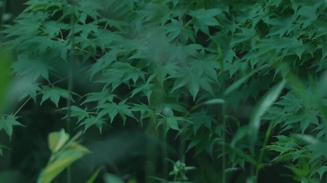 Green maple twig