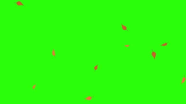 Animated video of dry leaves falling on a green screen, dry leaves flying and slowly spinning from the top left to the bottom right, this video can be used for things related to autumn