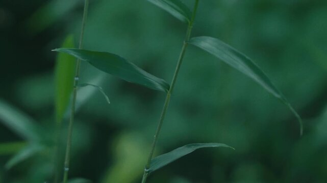 Green maple twig