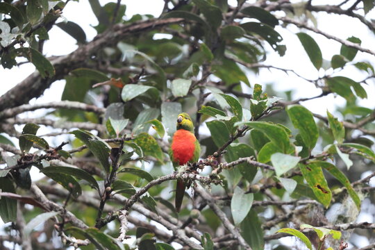 The orange-billed lorikeet (Neopsittacus pullicauda) is a species in the Old World parrot family Psittaculidae. This photo was taken in Papua New Guinea.