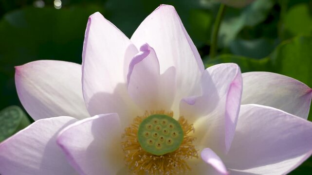 風に揺れる蓮の花のアップ、花托と雄蕊のクローズアップ
