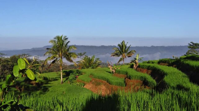 A scenic view of vibrant green rice terraces cascading down a hill, flanked by tropical coconut palms and other vegetation.