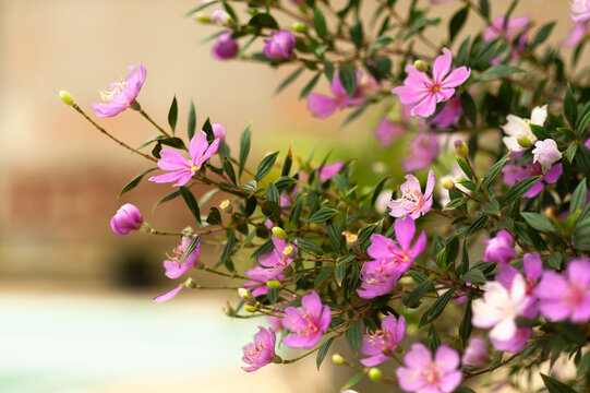 Flores do Jardim 01