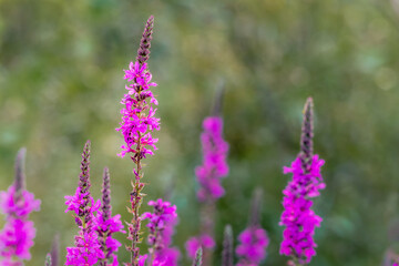 Fototapeta premium Vibrant magenta wildflower spikes in sharp focus with soft pink and green bokeh background, macro nature photography.