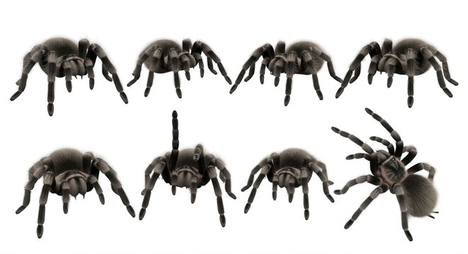 multiple tarantulas standing front view on a white background the arachnids for educational or scientific purposes