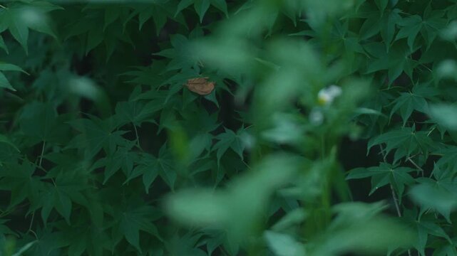 Green maple twig