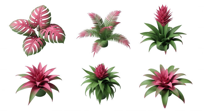 assorted vibrant pink and green tropical plants arranged on a seamless white backdrop suggesting use in digital illustrations