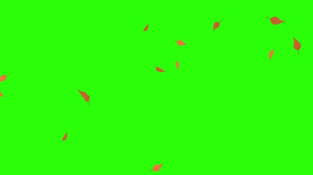 Animation video of dry leaves falling on green screen, dry leaves flying and spinning slowly, leaves falling with high intensity, this video can be used for things related to autumn