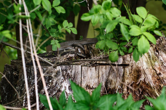 Common lizard resting on a tree stump in a green forest environment