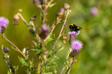 Bumblebee collecting nectar on purple thistle flowers in summer © Piotr