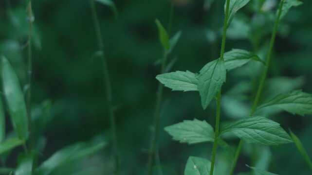 Green maple twig