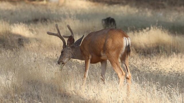 A young mule deer buck (Odocoileus hemionus) browses on oak leaves in slow motion in Lassen County, California.
