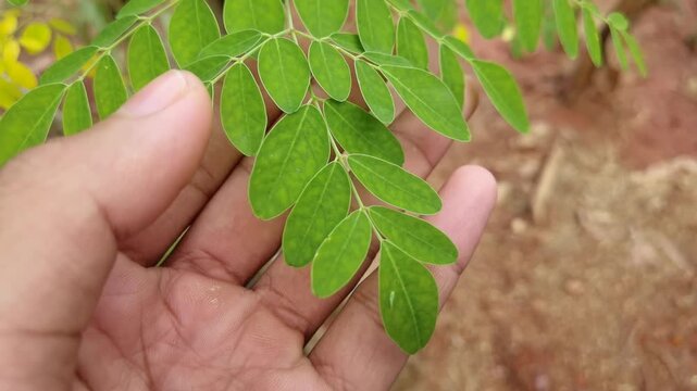 A close-up shot of a human hand gently holding a fresh green branch of Moringa oleifera (commonly known as the drumstick tree or miracle tree)