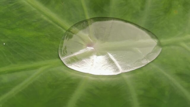 Close-up pan shot of a large, clear water droplet resting perfectly on a vibrant green taro leaf.
