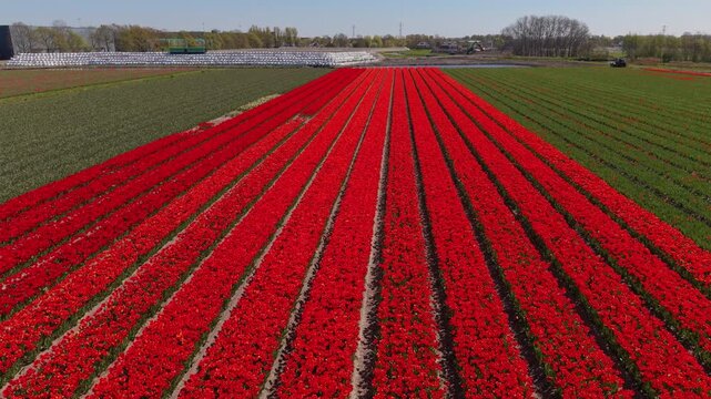 Aerial wide angle panoramic view of long symmetrical straight rows of vibrant red blooming tulips in a commercial flower farm field under a clear blue spring sky