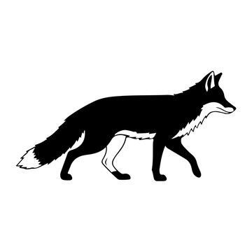 Silhouette of a Fox Walking in Profile View.