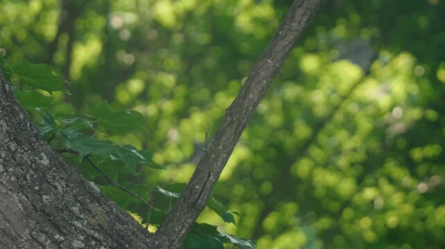 Sunlight streaming through green twigs