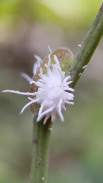 A detailed macro shot capturing a mealybug destroyer larva (Cryptolaemus montrouzieri) crawling on a vibrant green plant stem.