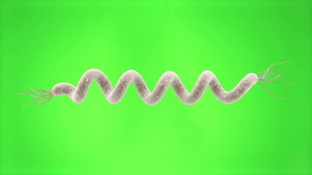 High-detail 3D render of a spiral-shaped spirochete bacterium (Treponema pallidum / Spirillum), isolated on a bright green screen chroma key background. Perfect for medical research videos, biological