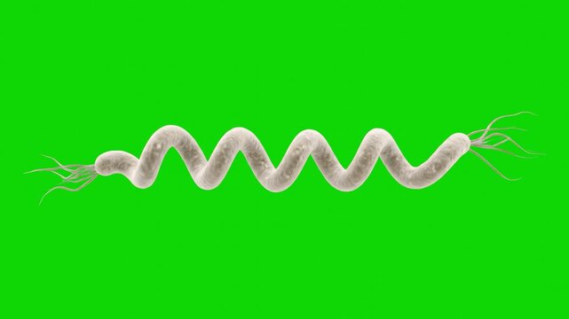 High-detail 3D render of a spiral-shaped spirochete bacterium (Treponema pallidum / Spirillum), isolated on a bright green screen chroma key background. Perfect for medical research videos, biological