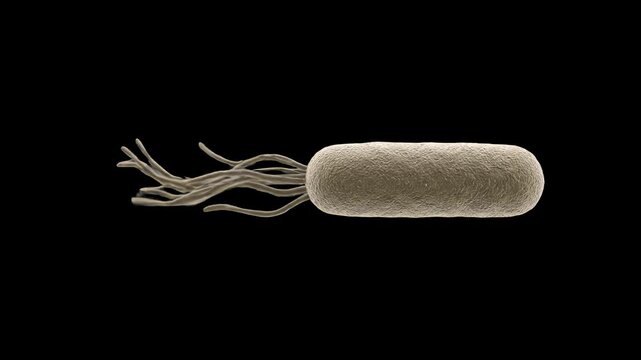 A detailed 3D render of a rod-shaped bacterium with multiple tail-like flagella, isolated against a solid dark black studio backdrop. Great for medical research videos, microbiology documentaries, pha