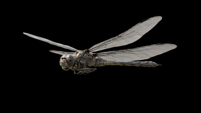A realistic 3D render of a dragonfly in flight with transparent wings spread wide, isolated against a solid black studio backdrop. Designed for nature documentaries, entomology promos, eco-friendly pr