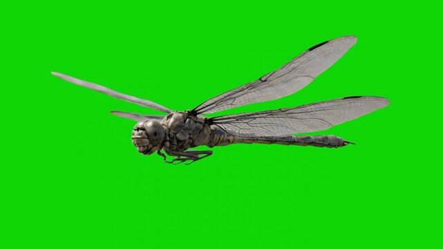 A detailed 3D animation of the giant prehistoric dragonfly Meganeura flying with realistic wing movement against a chroma key green background. Ideal for carboniferous period documentaries and paleont