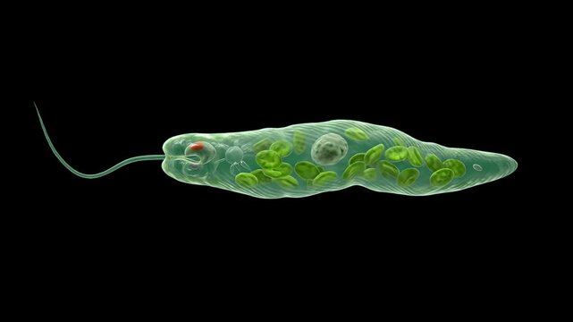 High-contrast 3D render of a microscopic Euglena viridis cell showing internal green chloroplasts and flagellum, isolated against a solid pitch-black background. Excellent for scientific documentary o