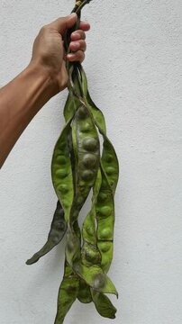 A hand holding up a long bunch of fresh green petai pods (bitter beans or stink beans) against a plain white wall.