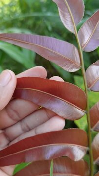 A selective focus shot of a Syzygium myrtifolium branch displaying a vibrant transition of bright red young shoots at the tip fading into glossy green mature leaves