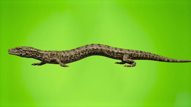 A 3D render of the early tetrapod amphibian Ichthyostega crawling side-profile across the frame, isolated on a solid green chroma key background. Perfect for paleontology documentaries, evolutionary b