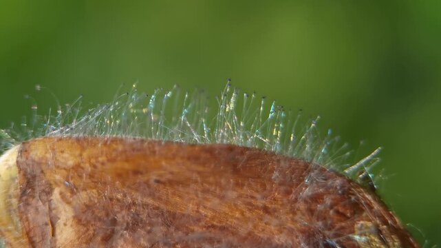Extreme macro photography showcasing highly detailed iridescent trichomes and crystalline plant structures on a brown seed coat