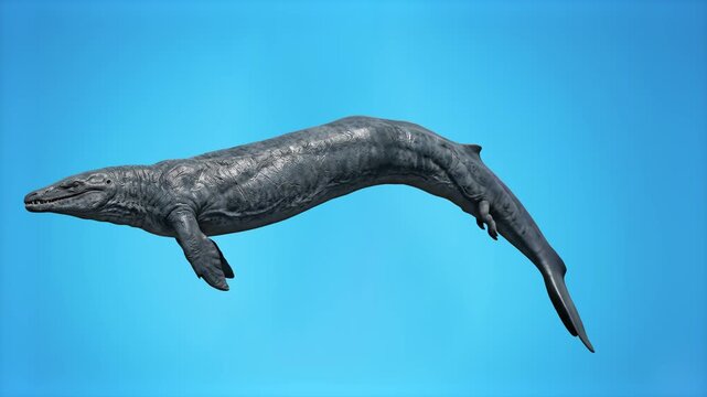 A realistic 3D model of a giant prehistoric Mosasaurus marine reptile swimming forward, set against a solid blue studio backdrop. Ideal for ocean paleontology documentaries, prehistoric sea creature v