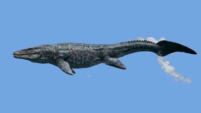 A realistic 3D model of a giant prehistoric Mosasaurus marine reptile swimming forward, set against a solid blue studio backdrop. Ideal for ocean paleontology documentaries, prehistoric sea creature v