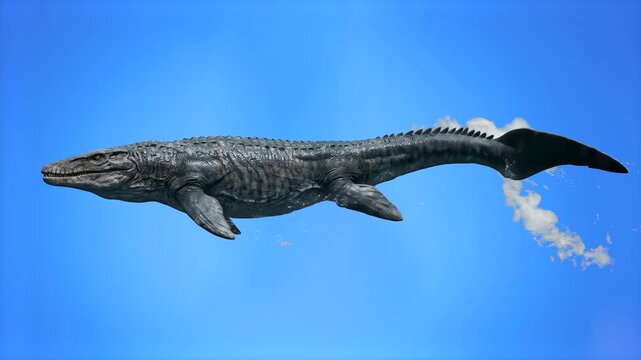 A realistic 3D model of a giant prehistoric Mosasaurus marine reptile swimming forward, set against a solid blue studio backdrop. Ideal for ocean paleontology documentaries, prehistoric sea creature v