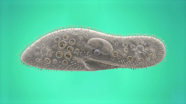 A detailed 3D microscopic animation of a single-celled paramecium organism showing its cilia and internal structures against a soft teal backdrop. Ideal for educational science media, medical presenta