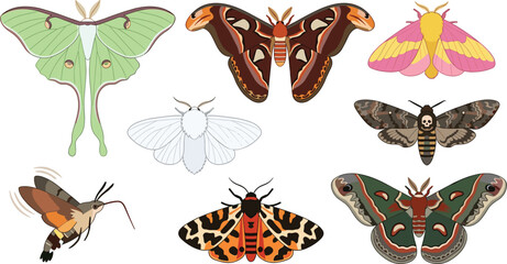 Beautiful Exotic Moth Species Vector Illustration Set Featuring Luna Atlas Rosy Maple Deaths Head Hawkmoth and Cecropia Species © Ruhul