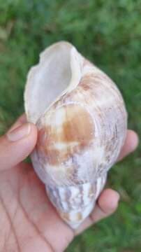 A close-up shot of a large, empty land snail shell held in a hand against a green grassy background, showing its spiral pattern and natural texture.